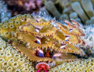 Christmas tree work underwater off coast of roatan