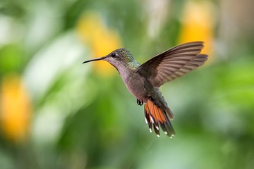 Black-throated mango (Anthracothorax nigricollis) hovering in the air, caribean tropical forest, Trinidad and Tobago, bird on colorful clear background,beautiful hummingbird in flight