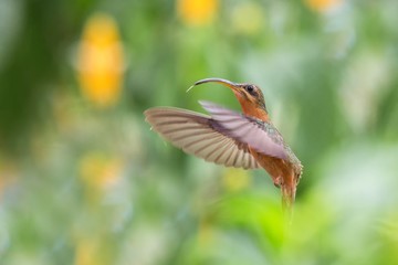 Rufous-breasted hermit (Glaucis hirsutus) hovering in the air, caribean tropical forest, Trinidad and Tobago, bird on colorful clear background,beautiful hummingbird in flight