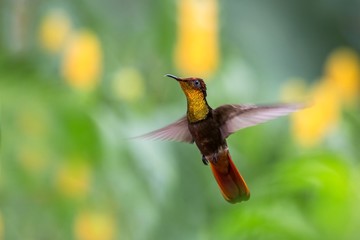 Ruby topaz (Chrysolampis mosquitus), hovering in the air, garden, caribean tropical forest, Trinidad and Tobago, bird on colorful clear background,beautiful hummingbird with yellow throat and red tail © Ji