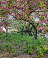Central Park in spring with flowers and trees