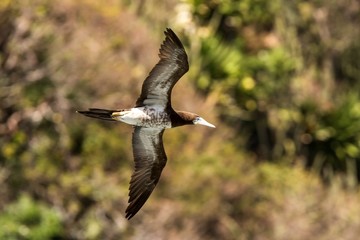 Masked booby (Sula dactylatra) flying over the Atlantic ocean near Tobago Island in caribean sea, beautiful marine bird with green vegetation and leaves in background