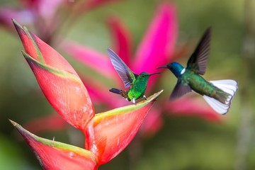 Hummingbird (Copper-rumped Hummingbird and white-necked jacobin) fighting on red flower. , green background, wildlife scene from nature, exotic adventure in Caribic