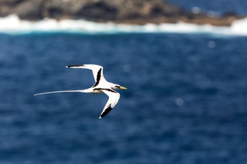 Fototapeta na wymiar Yellow-billed Tropicbird (Phaethon lepturus) flying over the Pacific ocean near Galapagos Islands, beautiful white bird with sea and cliffs in background, elegant bird with long tail