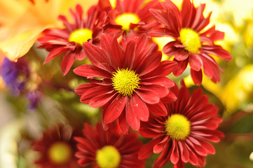 A bunch of colorful asters