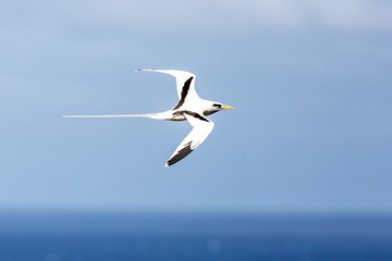Fototapeta na wymiar Yellow-billed Tropicbird (Phaethon lepturus) flying over the Pacific ocean near Galapagos Islands, beautiful white bird with sea and cliffs in background, elegant bird with long tail