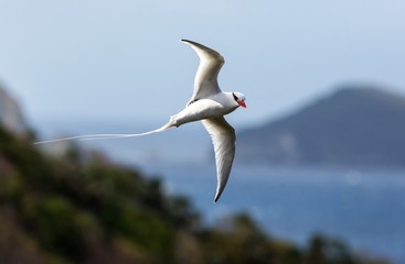 Red-billed Tropicbird (Phaethon aethereus) flying over the Pacific ocean near Galapagos Islands, beautiful white bird with sea and cliffs in background, elegant bird with long tail
