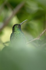 White-tailed sabrewing sitting, portrait of bird, caribean tropical forest, Trinidad and Tobago, natural habitat, green background, close-up, exotic adventure