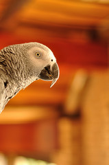 A grey parrot