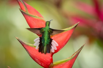 White-tailed sabrewing sitting on red flower, caribean tropical forest, Trinidad and Tobago, natural habitat, beautiful hummingbird sucking nectar,colouful background