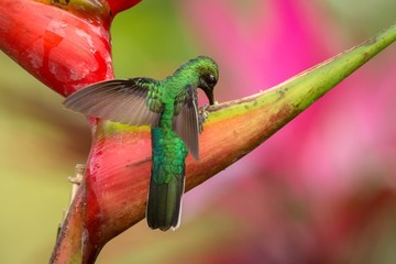 White-tailed sabrewing sitting on red flower, caribean tropical forest, Trinidad and Tobago, natural habitat, beautiful hummingbird sucking nectar,colouful background