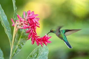 Naklejka premium White-tailed sabrewing hovering next to pink flower, bird in flight, caribean tropical forest, Trinidad and Tobago, natural habitat, beautiful hummingbird sucking nectar,colouful background