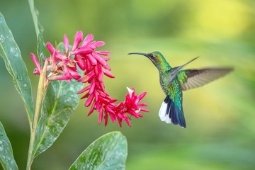 White-tailed sabrewing hovering next to pink flower, bird in flight, caribean tropical forest, Trinidad and Tobago, natural habitat, beautiful hummingbird sucking nectar,colouful background