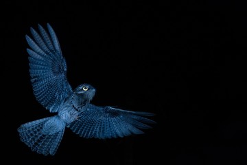 Common Potoo,Nyctibius griseus, nocturnal bird with yellow eyes in flight during night, hunting for insects. Outstretched wings, wildlife scene, exotic adventure in Caribic