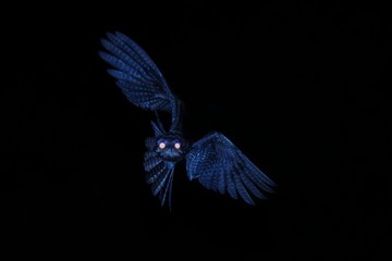 Common Potoo,Nyctibius griseus, nocturnal bird with yellow eyes in flight during night, hunting for insects. Outstretched wings, wildlife scene, exotic adventure in Caribic