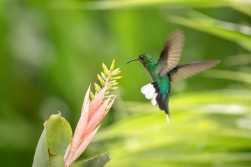 White-tailed sabrewing hovering next to pink and yellow flower, bird in flight, caribean tropical forest, Trinidad and Tobago, natural habitat, beautiful hummingbird sucking nectar,colouful background