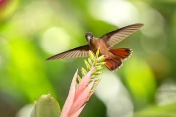 Fototapeta na wymiar Rufous-breasted Hermit hovering next to pink and yellow flower, bird in flight, caribean tropical forest, Trinidad and Tobago, natural habitat, beautiful hummingbird sucking nectar,colouful background