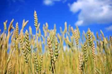 Ripe wheat ears in a field