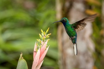 White-tailed sabrewing hovering next to pink flower, bird in flight, caribean tropical forest, Trinidad and Tobago, natural habitat, beautiful hummingbird sucking nectar,colouful background