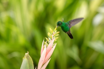 Copper-rumped Hummingbird hovering next to pink flower, bird in flight, caribean tropical forest, Trinidad and Tobago, natural habitat, hummingbird sucking nectar, colouful background