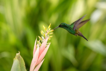Copper-rumped Hummingbird hovering next to pink flower, bird in flight, caribean tropical forest, Trinidad and Tobago, natural habitat, hummingbird sucking nectar, colouful background