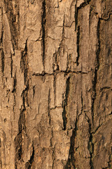 Old bark