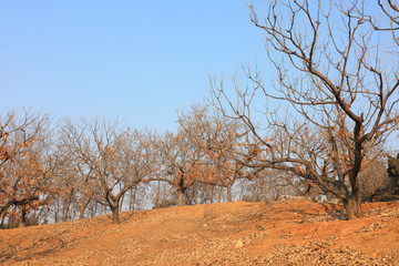 Winter chestnut tree