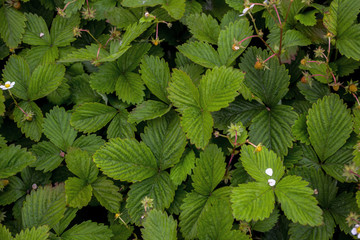 Fototapeta na wymiar Spring white flowers of strawberries on the field. Green field of strawberries. Background. Fragaria vesca