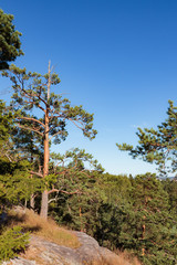 Rock and trees summer landscape and blue sky