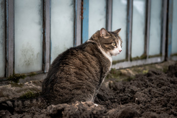 cat sits on the ground and defends the need, cat poops