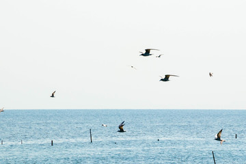 Fototapeta na wymiar Many birds are flying and living. The sea area near the mangrove forest