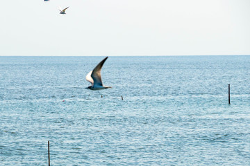 Many birds are flying and living. The sea area near the mangrove forest
