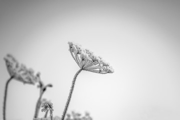 Fototapeta na wymiar winter frozen flower