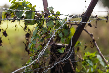 Nature elements intertwined into barbed wire on an old and rusted steel fence.