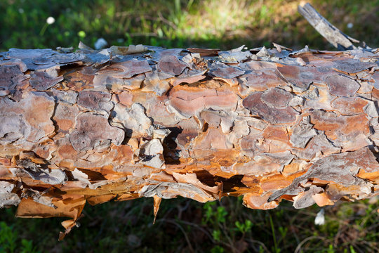 Pine tree trunk close-up at forest in sunlight
