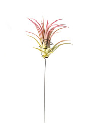 Air plant, Tillandsia ionantha, houseplant succulent no pot isolated on white background. Tillandsias are low-maintenance plants that require no soil, just plenty of water, sunlight, and airflow.