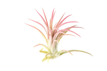 Air plant, Tillandsia ionantha, houseplant succulent no pot isolated on white background....