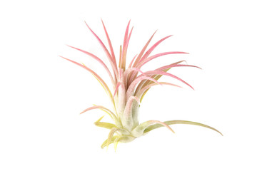 Air plant, Tillandsia ionantha, houseplant succulent no pot isolated on white background. Tillandsias are low-maintenance plants that require no soil, just plenty of water, sunlight, and airflow.