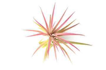 Air plant, Tillandsia ionantha, houseplant succulent no pot isolated on white background. Tillandsias are low-maintenance plants that require no soil, just plenty of water, sunlight, and airflow.