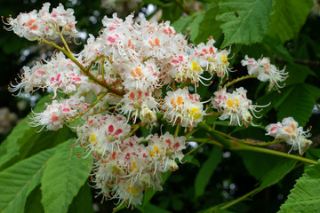 Conker tree, Aesculus hippocastanum
