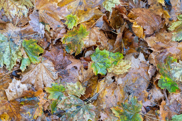 nasses Herbstlaub