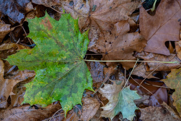 verwelkendes Ahornblatt im Herbst