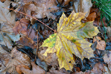 verwelkendes Ahornblatt im Herbst