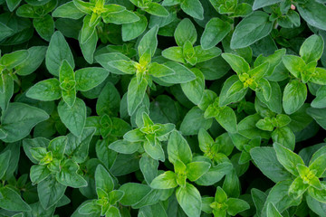 Oregano background of green fresh leaves