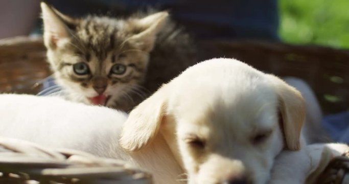 Close up of the little cute puppy and kittycat sitting in the basket on the green grass. Outdoor.