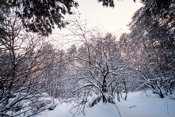 picturesque view of snow-covered forest on field at winter day 