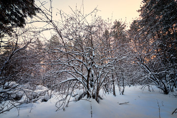 picturesque view of snow-covered forest on field at winter day 