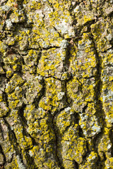 Tree bark textured surface with a strange yellow arid cracks and crevices. 