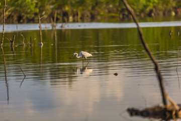 Little egrets migrate birds at a mangrove forest hunting fish and crabs a tranquil bird watching scene
