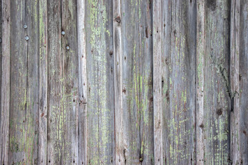 Fototapeta premium The old wooden walls painted green. Old wooden wall background or texture.